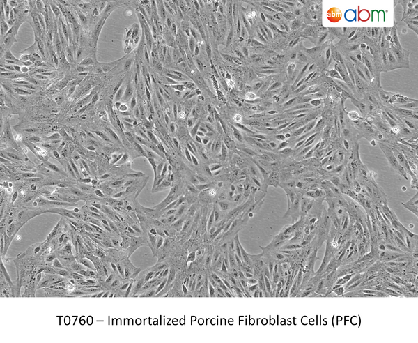 Immortalized Porcine Fibroblast Cells (PFC) | Applied Biological Materials (abm)