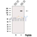 NRCAM Antibody – Figure 1 of 1
