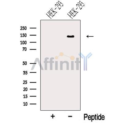 NRCAM Antibody – Figure 1 of 1