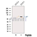 nucleobindin1 Antibody – Figure 1 of 3