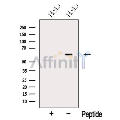 nucleobindin1 Antibody – Figure 1 of 3