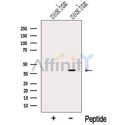 NUDT9 Antibody – Figure 1 of 2
