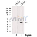 OBFC2B Antibody – Figure 1 of 5