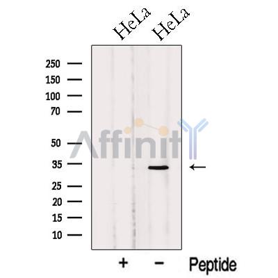 OBFC2B Antibody – Figure 1 of 5