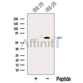 ODF2L Antibody – Figure 1 of 5