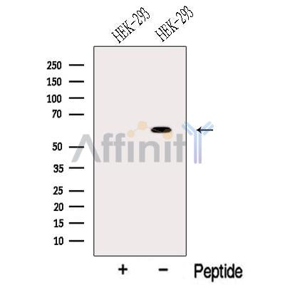 ODF2L Antibody – Figure 1 of 5