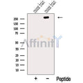 ODZ1 Antibody – Figure 1 of 7