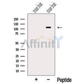 OGDHL Antibody – Figure 1 of 11