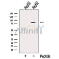 OSBPL10 Antibody – Figure 1 of 3