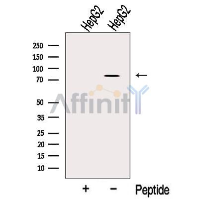 OSBPL10 Antibody – Figure 1 of 3