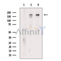 Clathrin Antibody – Figure 1 of 14