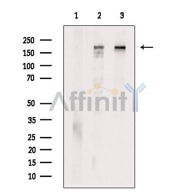 Clathrin Antibody – Figure 1 of 14