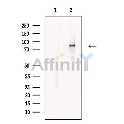 DLL4 Antibody – Figure 1 of 7