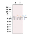 Citrate synthetase Antibody – Figure 1 of 8