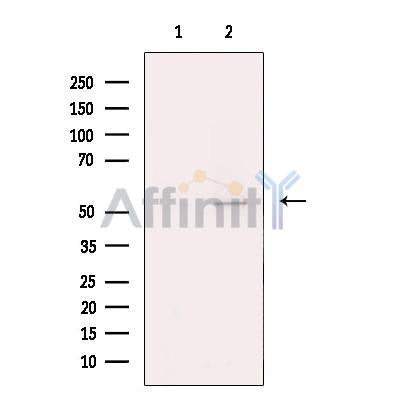 Citrate synthetase Antibody – Figure 1 of 8