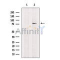 GDF8 / Myostatin Antibody – Figure 1 of 7