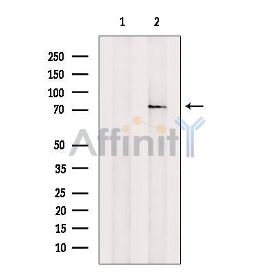 GDF8 / Myostatin Antibody – Figure 1 of 7
