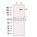 Lubricin Antibody – Figure 1 of 2