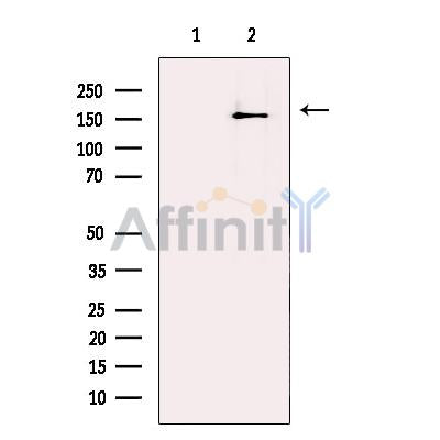Lubricin Antibody – Figure 1 of 2