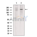 TET3 Antibody – Figure 1 of 4