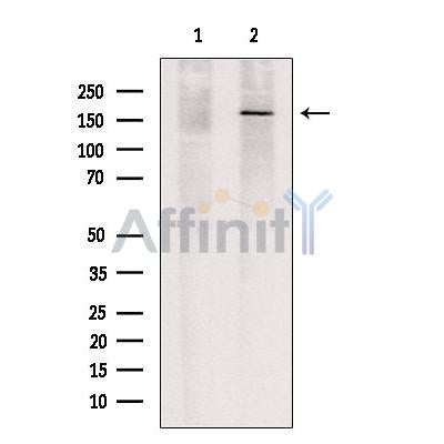 TET3 Antibody – Figure 1 of 4