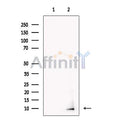 Neuronatin Antibody – Figure 1 of 3