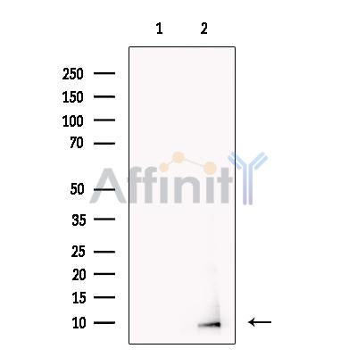 Neuronatin Antibody – Figure 1 of 3