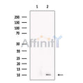 CCL14 Antibody – Figure 1 of 6
