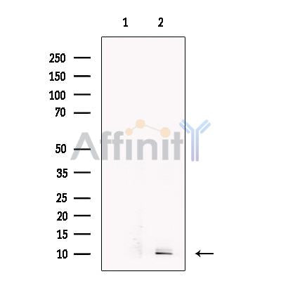 CCL14 Antibody – Figure 1 of 6