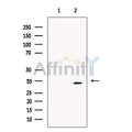 XLF Antibody – Figure 1 of 1