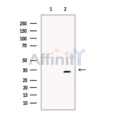 XLF Antibody – Figure 1 of 1