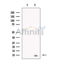 Statherin Antibody – Figure 1 of 3