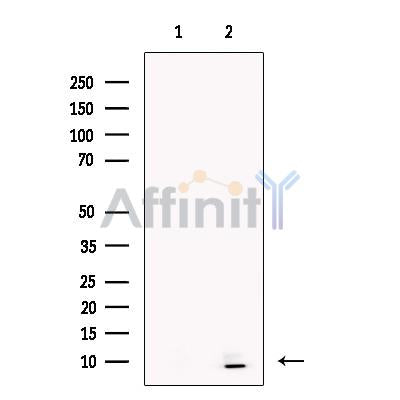Statherin Antibody – Figure 1 of 3