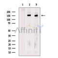 Kinesin 5A Antibody – Figure 1 of 5