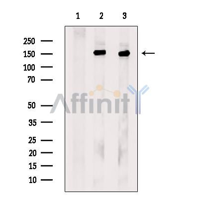 Kinesin 5A Antibody – Figure 1 of 5