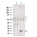 PEN2 Antibody – Figure 1 of 2