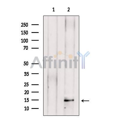 PEN2 Antibody – Figure 1 of 2