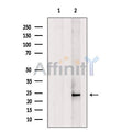 Histone H1.5 Antibody – Figure 1 of 14