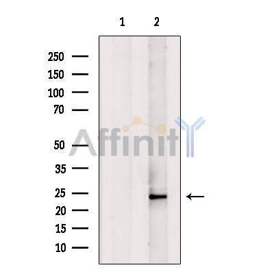 Histone H1.5 Antibody – Figure 1 of 14