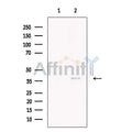 Necdin Antibody – Figure 1 of 1