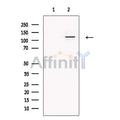 SMARCA1 Antibody – Figure 1 of 9