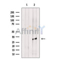 MAPRE1 Antibody – Figure 1 of 4