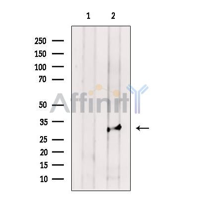 MAPRE1 Antibody – Figure 1 of 4