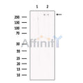 KMT2A / MLL Antibody – Figure 1 of 6