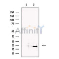 Nanos3 Antibody – Figure 1 of 3
