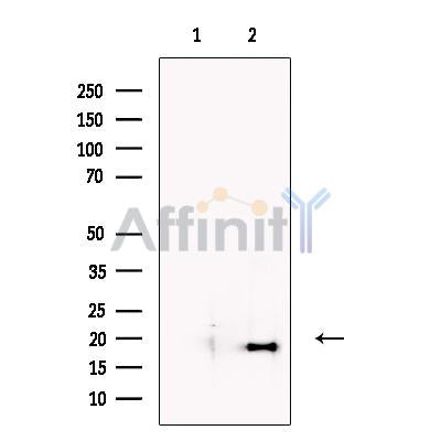 Nanos3 Antibody – Figure 1 of 3