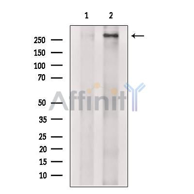 TRRAP Antibody – Figure 1 of 1