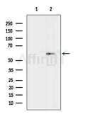 Western blot analysis of lysates from HepG2 cells(heat-shock treatment), using PYROXD1 Antibody. The lane on the left was treated with blocking peptide.