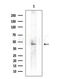 MOS Antibody - Western blot analysis of extracts from Rat lung, using MOS Antibody at 1/1000 dilution.