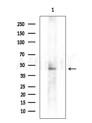 MOS Antibody - Western blot analysis of extracts from Rat lung, using MOS Antibody at 1/1000 dilution.